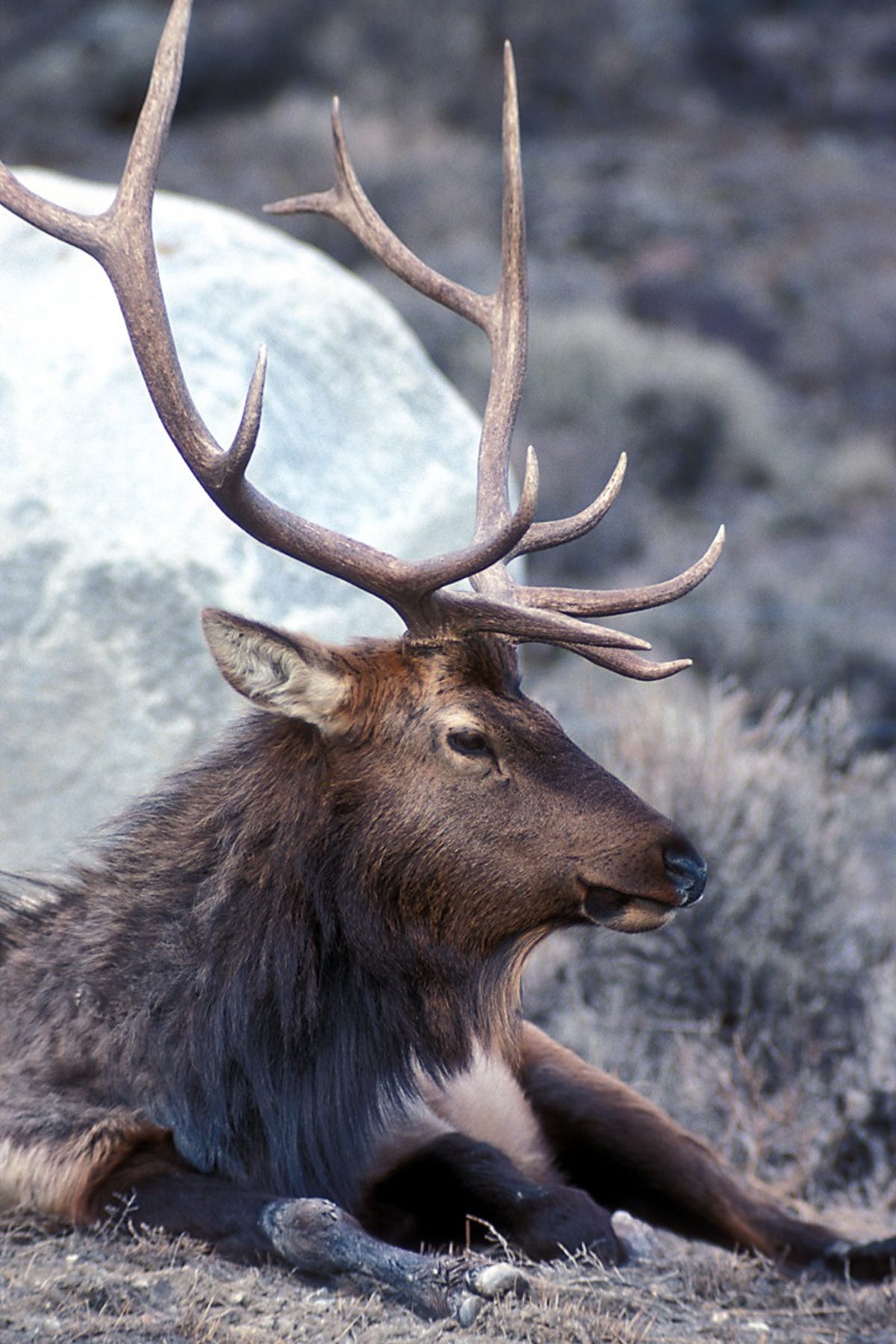 Why Do Elk Move From Fall To Winter Ground