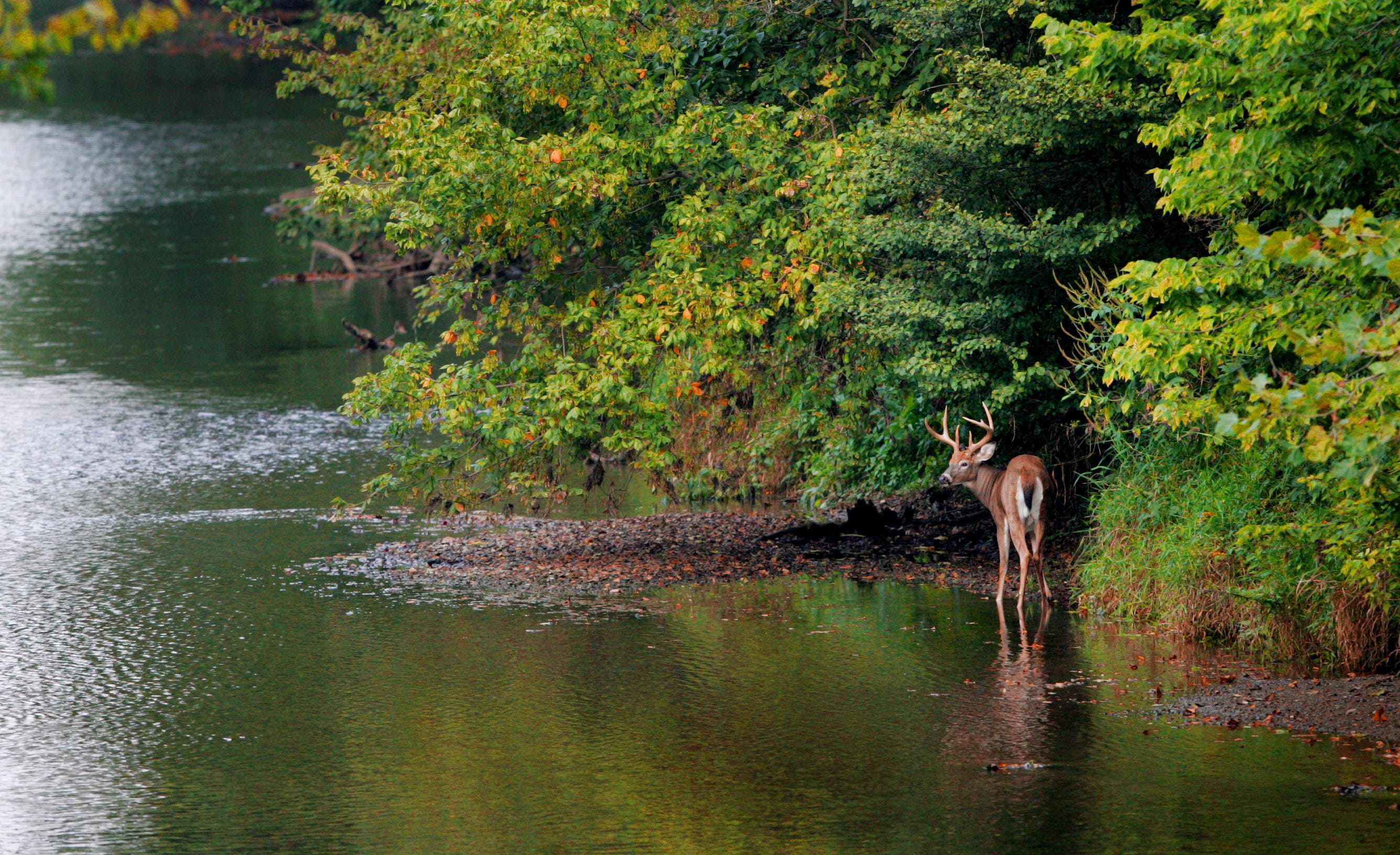 Body of missing Shelbyville man found by kayakers in Big Blue River