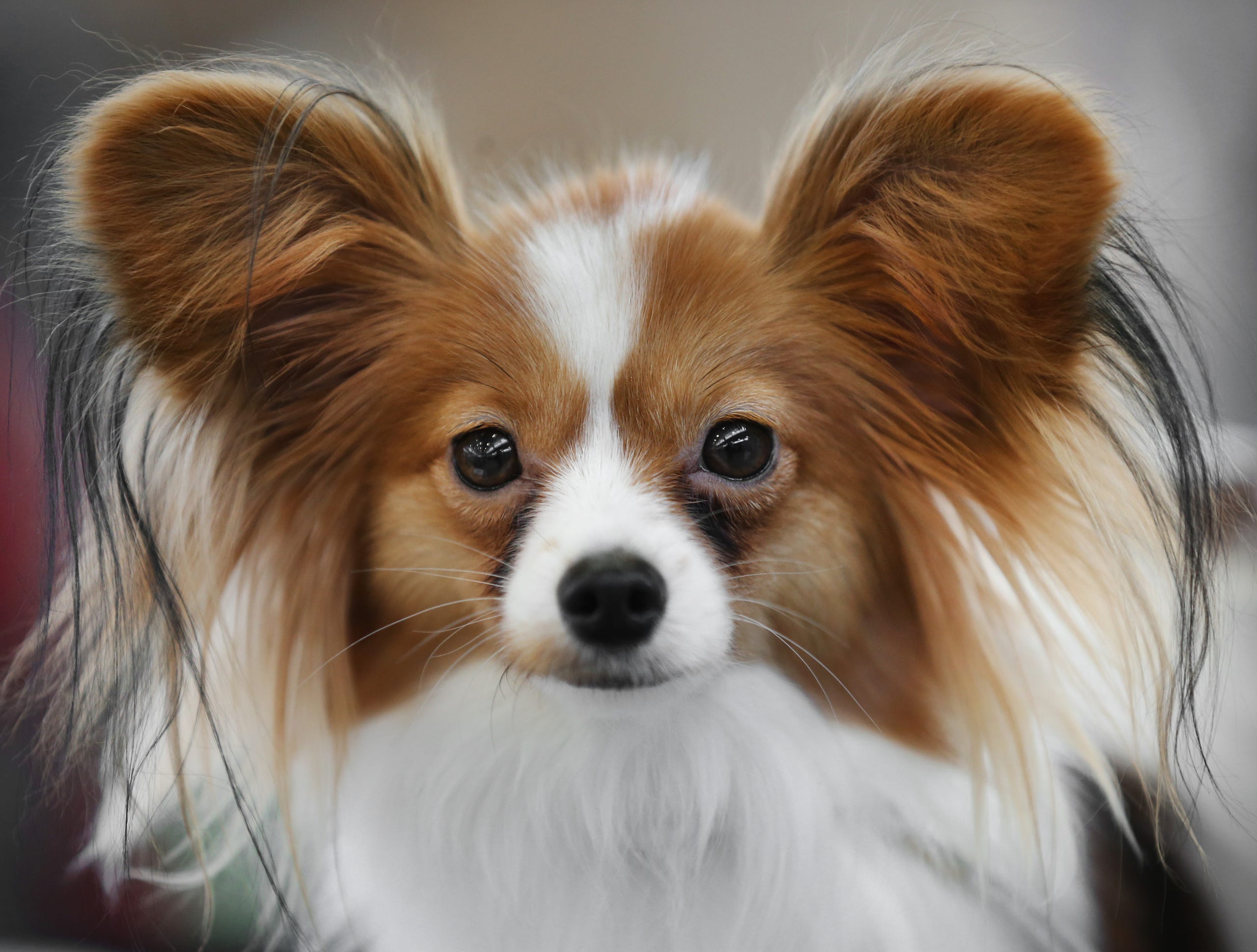 Indy Winter Classic Dog Show