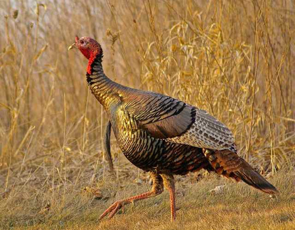 The Comeback Bird The Story Of Michigan S Wild Turkeys