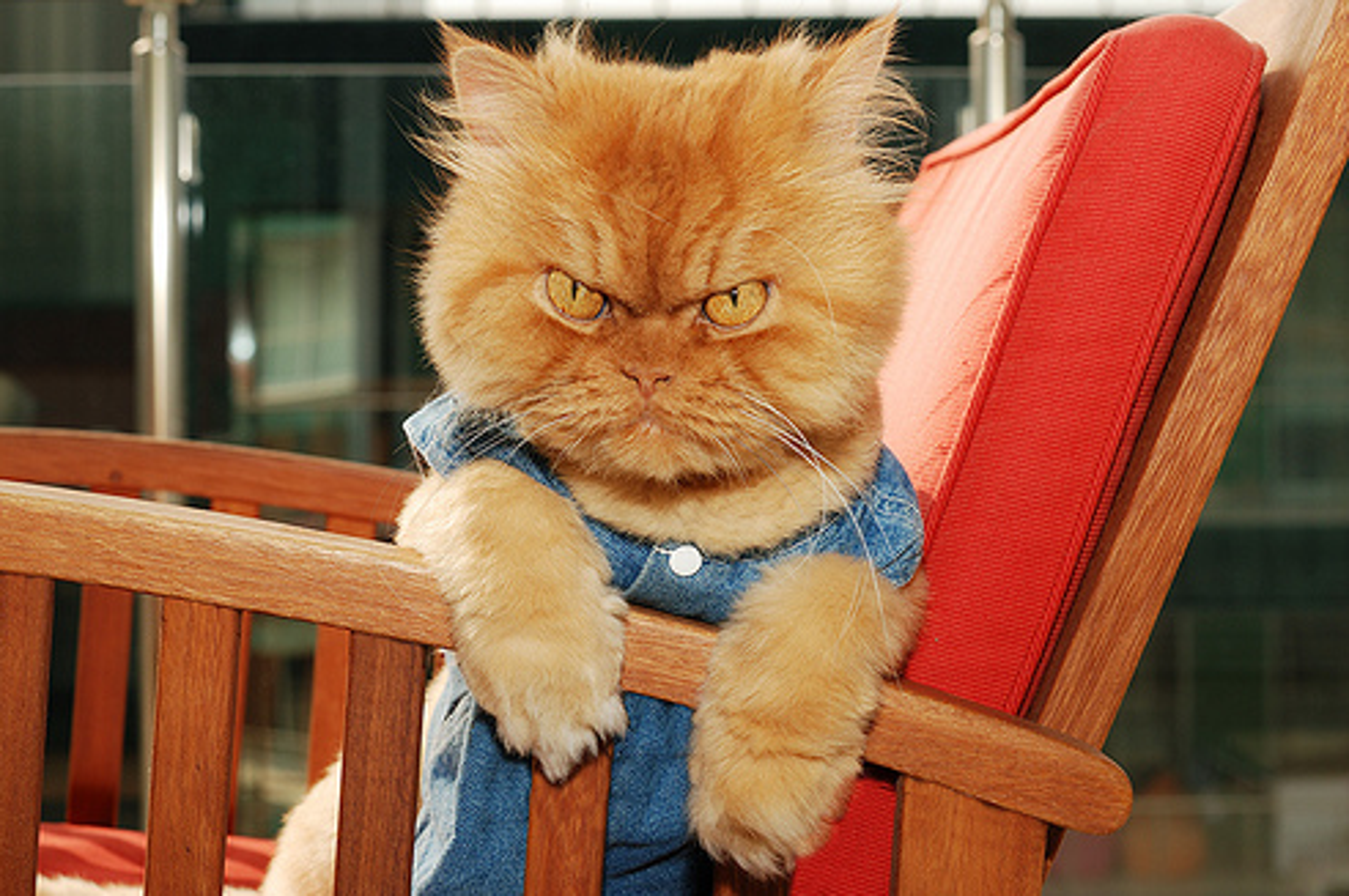 635491415661570024-garfi8.PNG