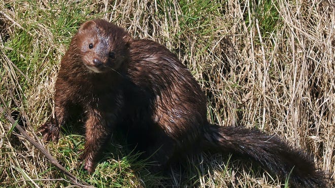 Battle Creek family has up-close encounter with wild mink