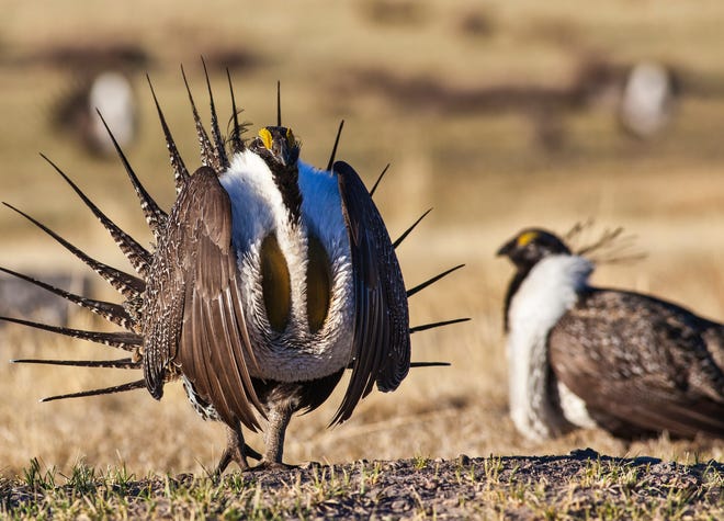 A file photo showing a sage grouse strutting on the Bodie Hills in California’s Eastern Sierra. The area is one of the last strongholds for the bi-state population of sage grouse.
