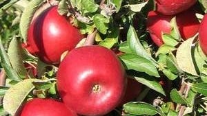 Cornell University Horticulture Professor Susan Brown has developed two new apple breeds at the New York State Agricultural Experiment Station in Geneva, expanding New York's world-leading apple crop portfolio. These apples tested as NY2 are now known as RubyFrost.