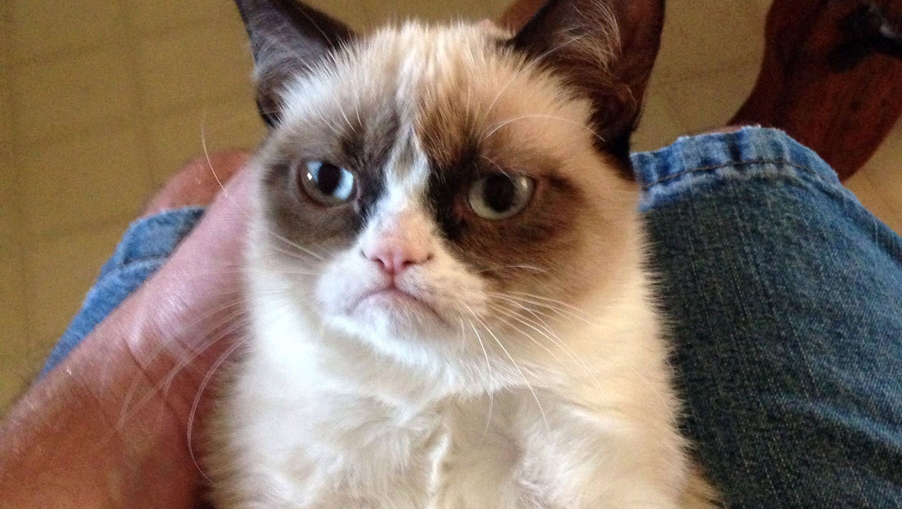 gan-grumpy-cat-112612-1-16_9.jpg?width=1807&height=1020&fit=crop&format=pjpg&auto=webp