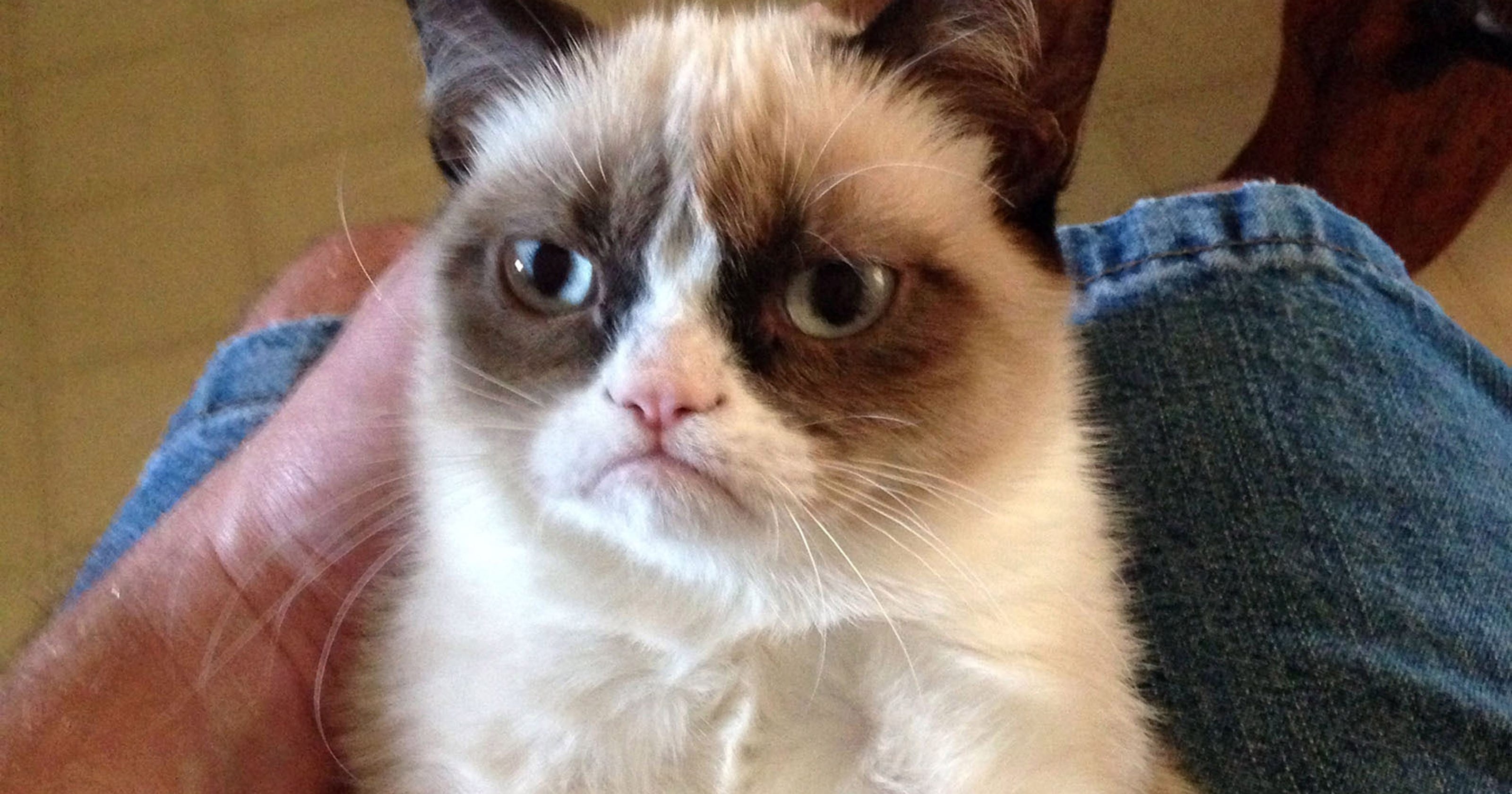 Grumpy-looking cat goes viral, cheers millions