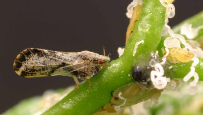 The Asian citrus psyllid feed on the liquid inside citrus leaves and are the only transmitter of a deadly disease officially known by its Chinese name Huang Long Bing, or "Yellow Dragon Disease,"  for its visual effect on leaves.