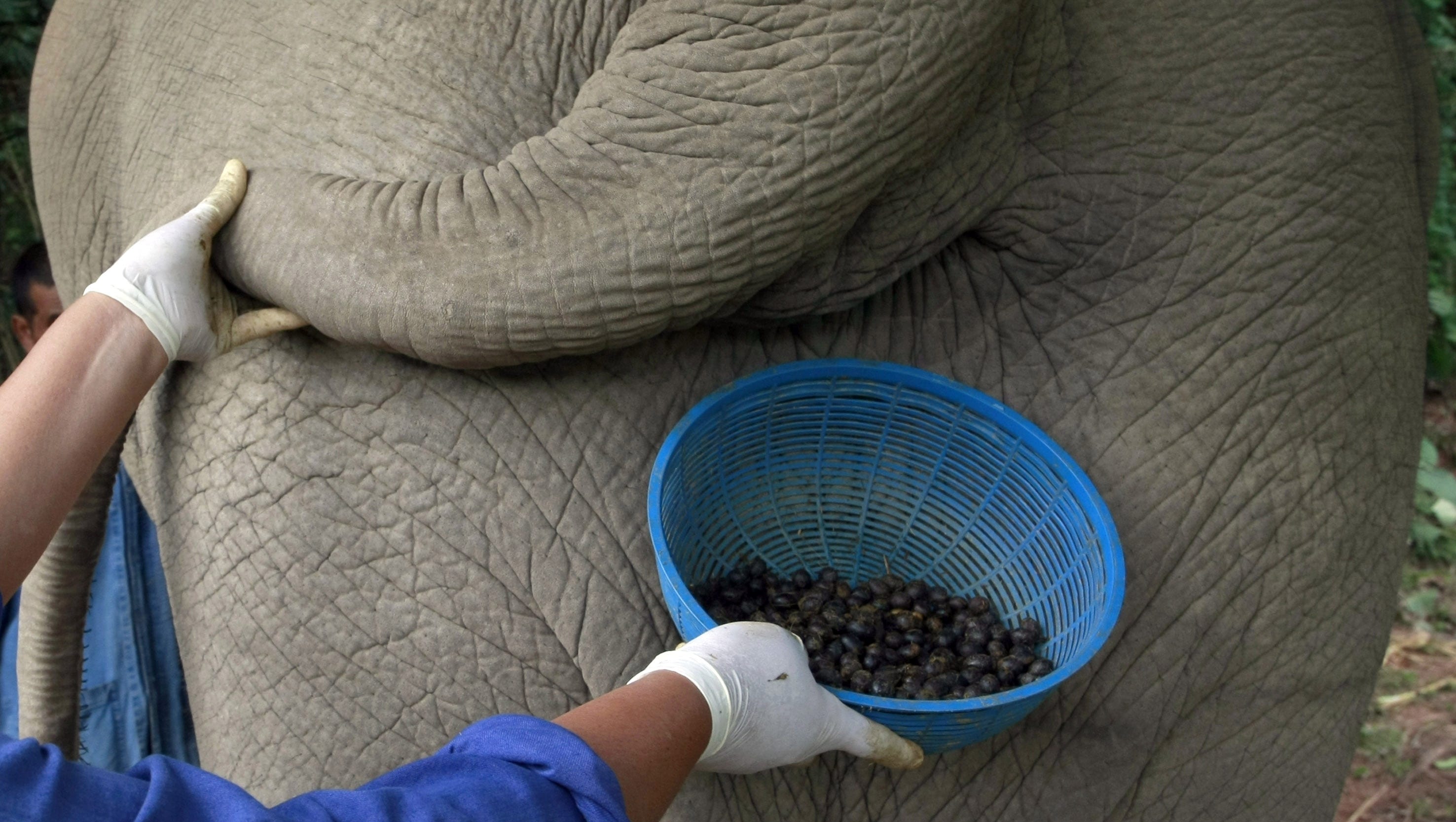 Coffee from an elephant's gut fills a 50 cup Coffee from an elephant's gut fills a 50 cup