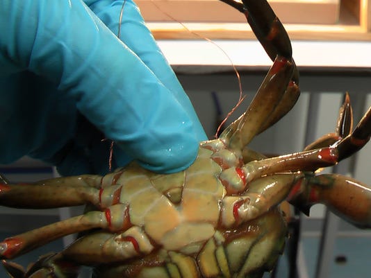 crabs crab pain feel chew wired whether shock