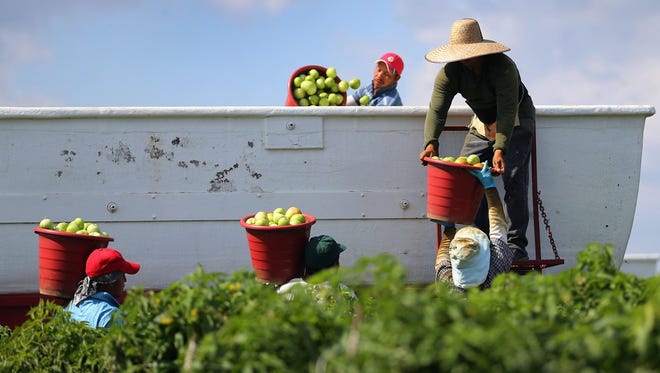 Workers fill a trailer with tomatoes harvested at DiMare Farms on Feb. 6 in Florida City, Fla.