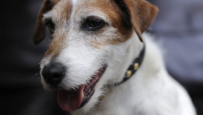 Uggie, the adorable pooch from Academy Award-winning film "The Artist", has been named spokesdog for  The Humane Society of the United States' Pets of Valor Award.