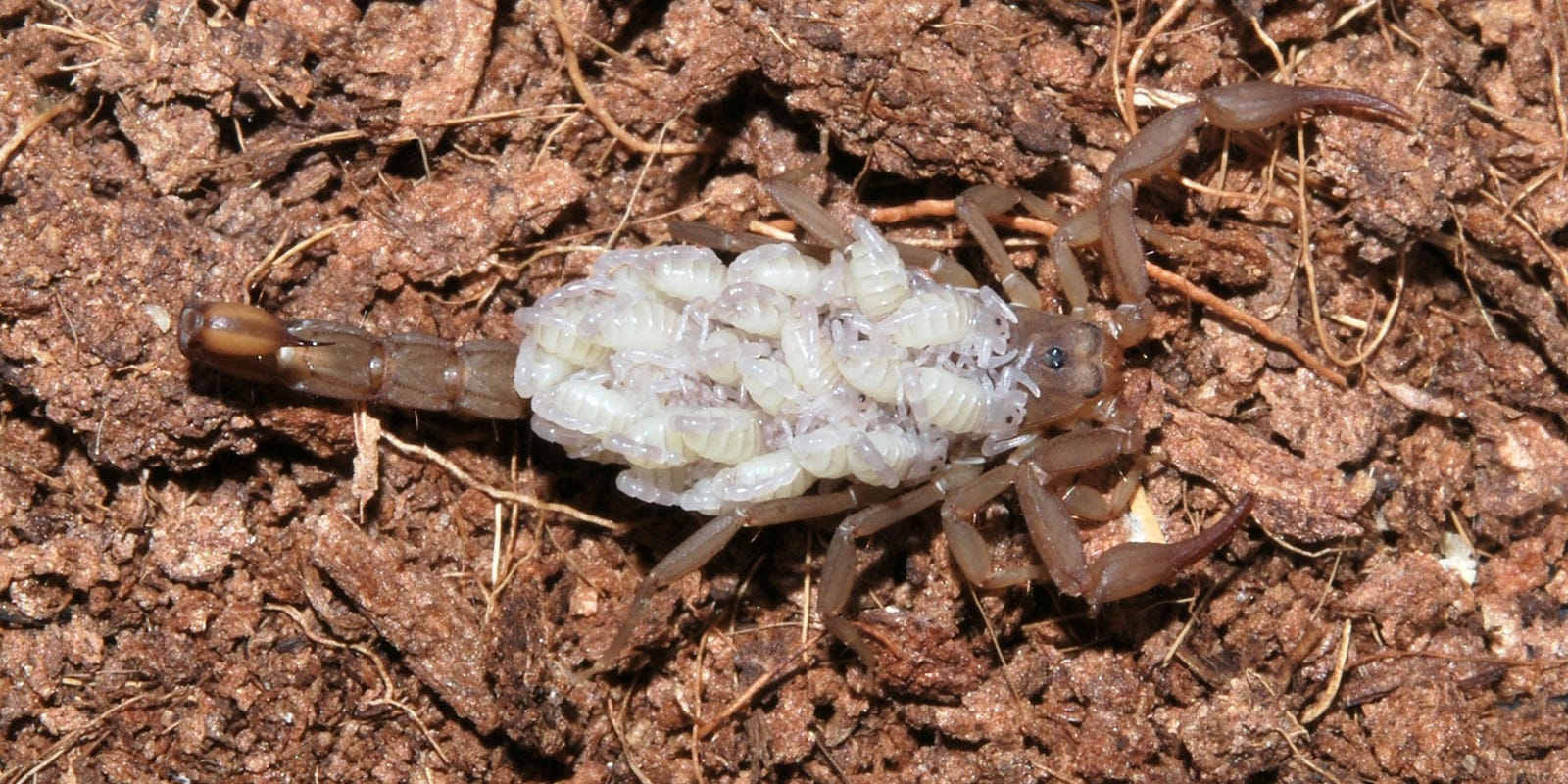 New Scorpion Species Found In Ariz New Scorpion Species Found In Ariz