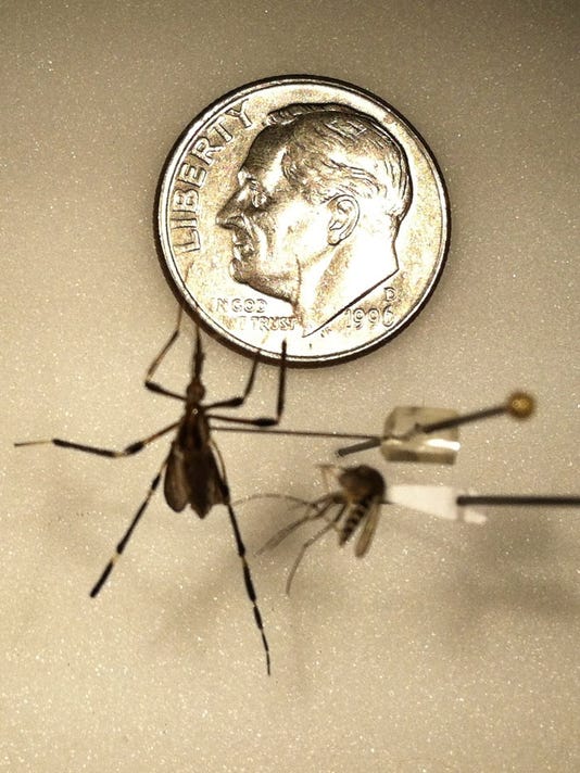 They may be dimesized, but this mosquito is no big deal