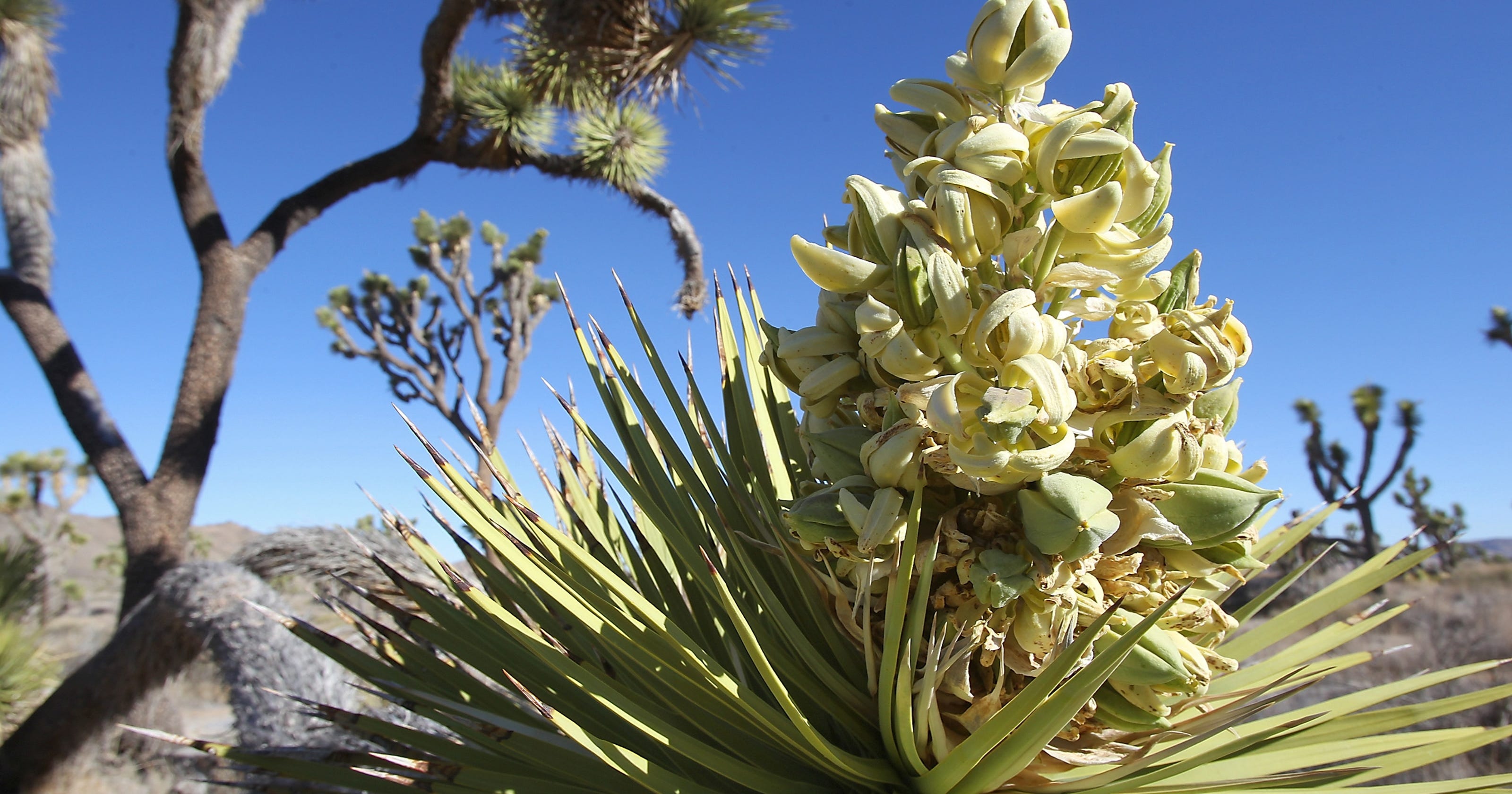 Joshua trees in record bloom out West