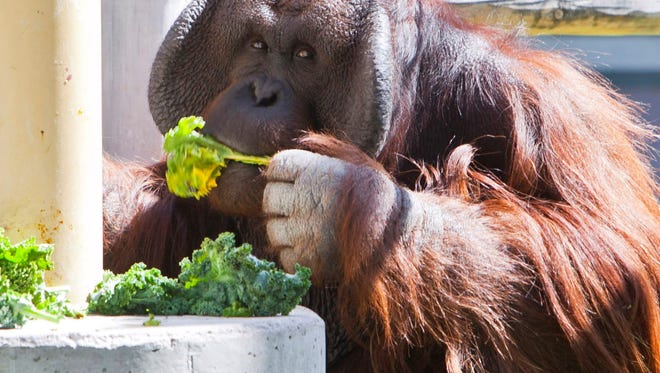 Phoenix Zoo keepers work hard to satisfy feral foodies Phoenix Zoo keepers work hard to satisfy feral foodies