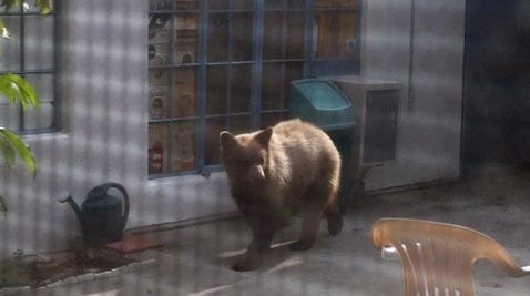 A black bear wanders around the backyard of Cheryl Pawelski's home in Altadena, Calif., in May.
