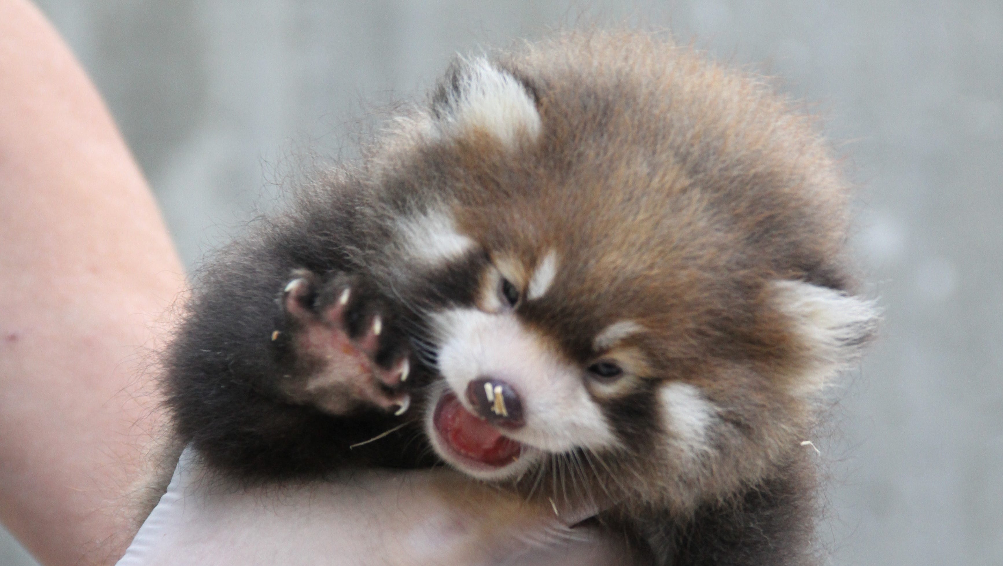 New York Zoo Has Rare Red Panda Birth