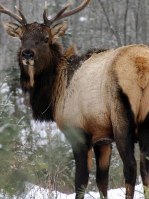 This undated photo shows a bull elk, part of a herd in Clam Lake, Wis. 
