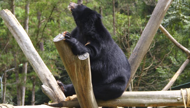 A bear sits inside an enclosure at the Vietnam Bear Rescue Center in Tam Dao, Vietnam, in Oct.