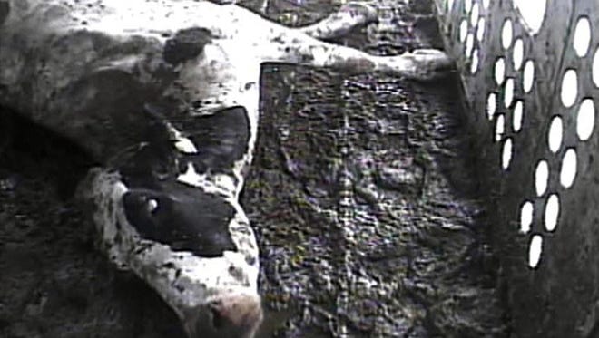 A 'downer' dairy cow too sick or injured to walk at the Hallmark Meat Packing Co. in Chino, Calif., in 2007, a year before the largest beef recall in U.S. history. Friday, the owners of defunct meat packer, which supplied ground beef to the National School Lunch Program, agreed to pay $317 million to settle a landmark fraud lawsuit over animal abuse.