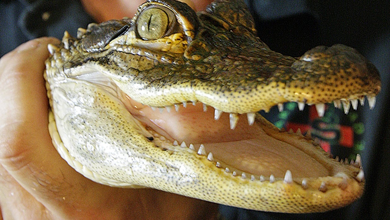 Exotic Animals For Sale In Ohio