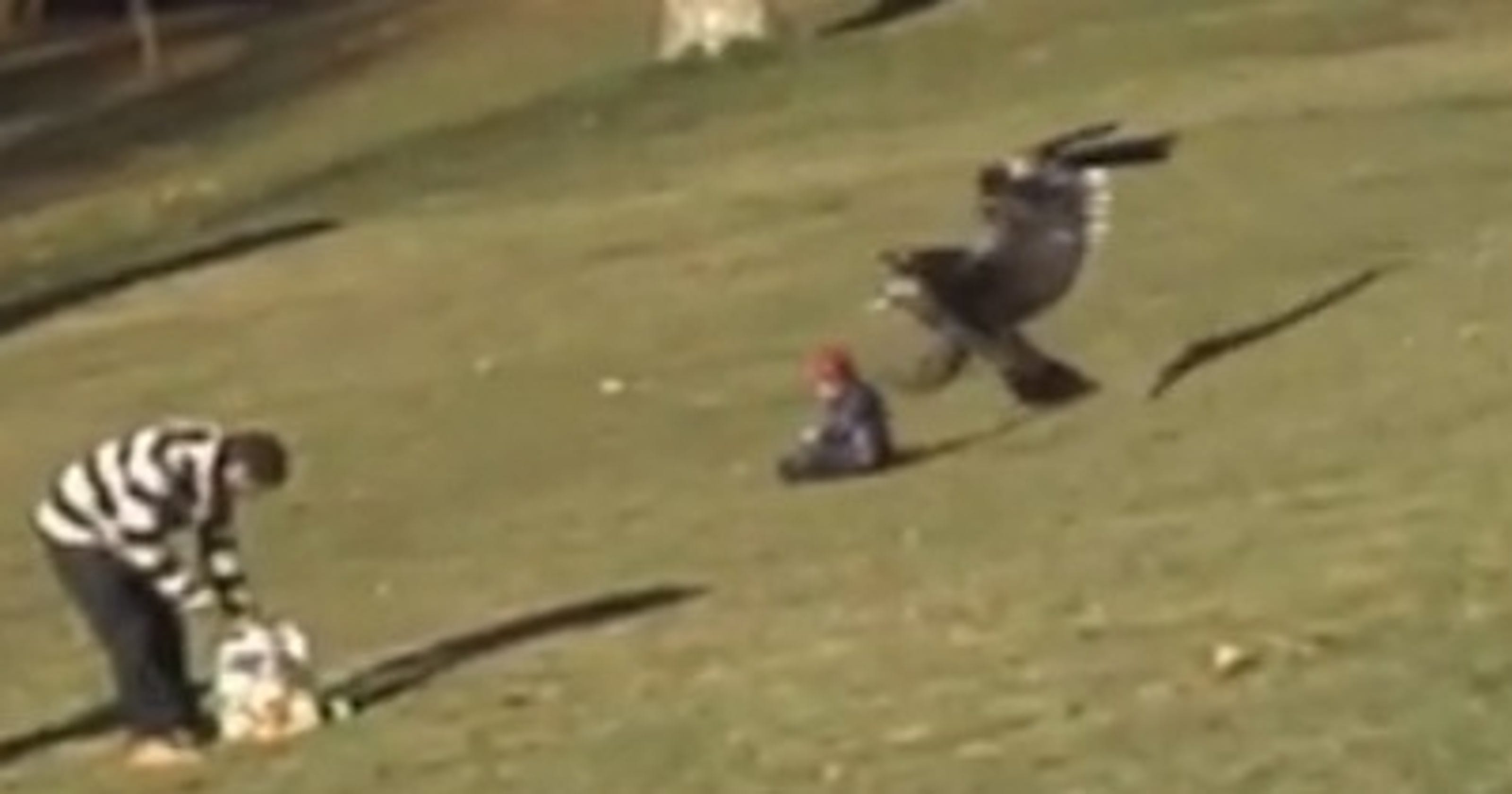 Ютуб нападения. Орел нападает на человека. Орел в нападении. Орел напал на ребенка. Орел утащил ребенка.