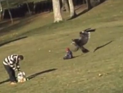 eagle carrying baby
