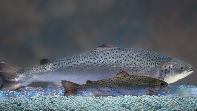 A genetically modified salmon, rear, and a non-genetically modified salmon have different sizes at the same age. Salmon that is genetically modified to grow twice as fast as normal could show up on your dinner plate.