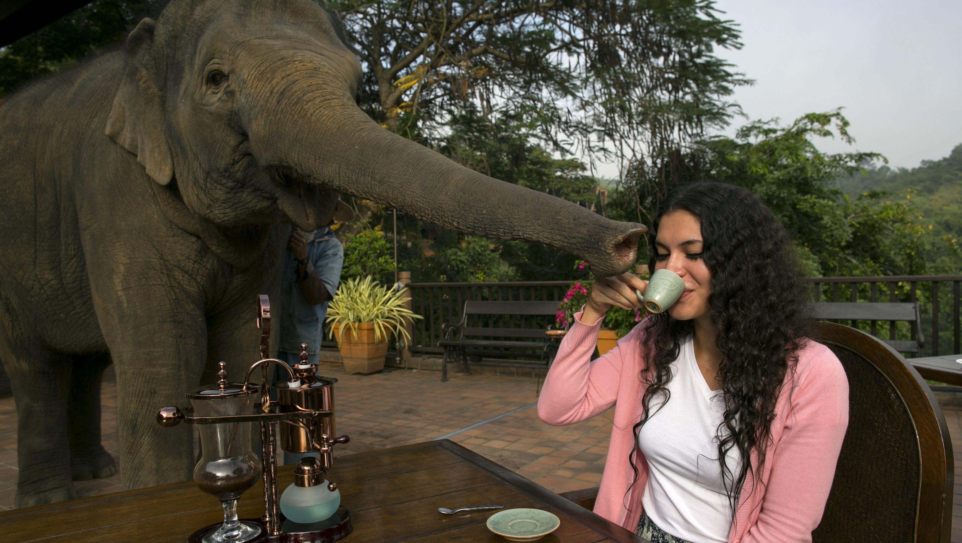 Elephant-dung coffee lures intrepid foodies to Thailand