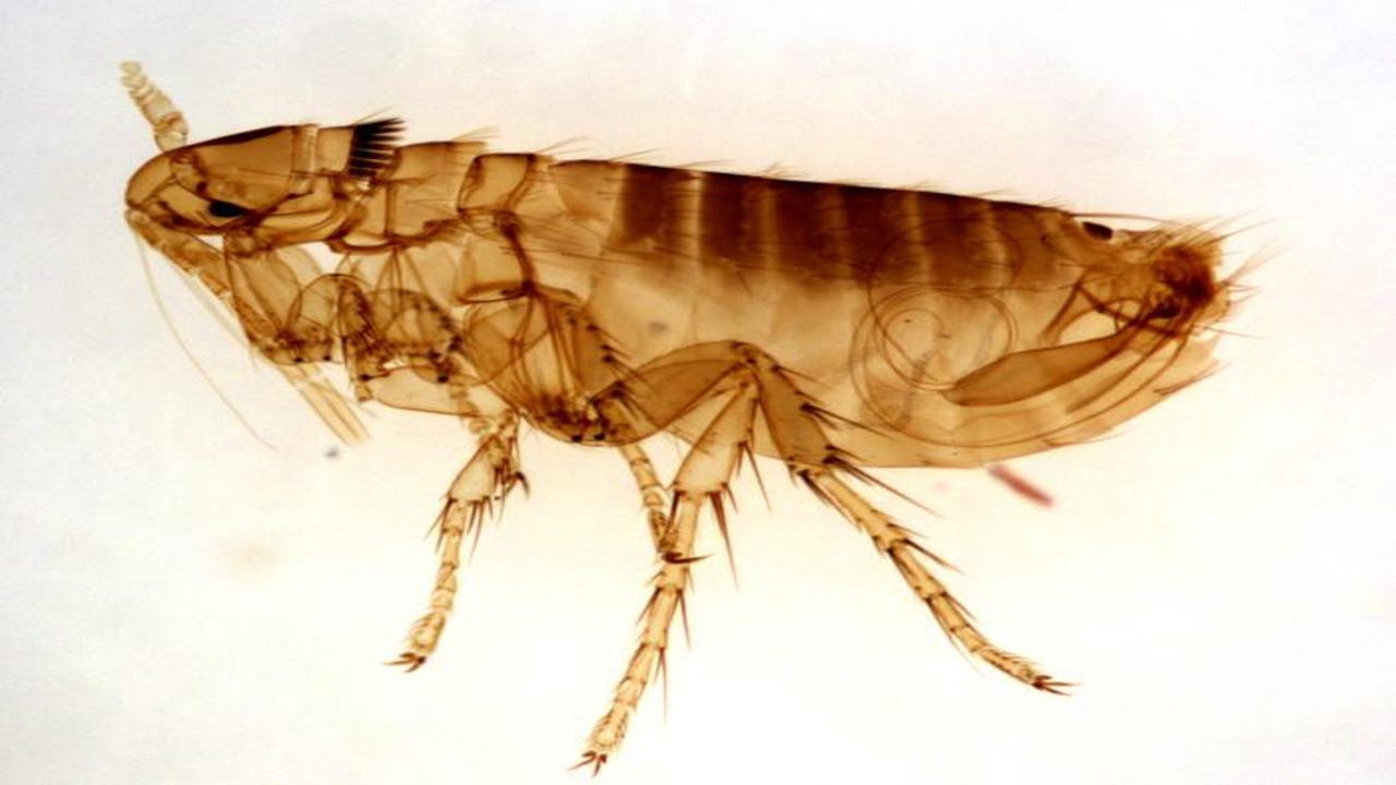 Cat Fleas: How Do We Get Rid Of These Pests?