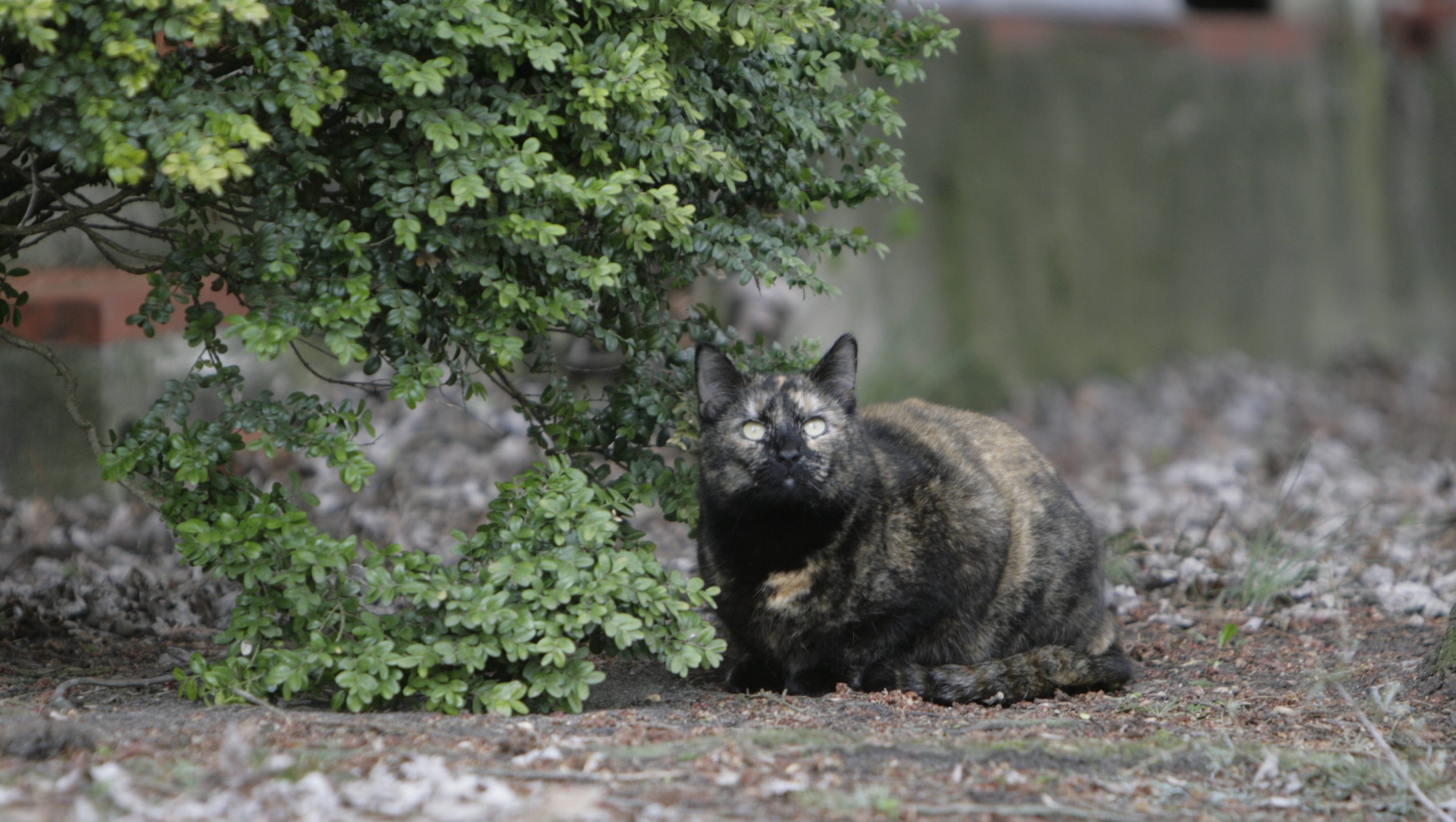 Cats Kill Up To 3 7b Birds Annually