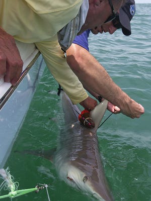 Nick Whitney, a staff scientist with Mote Marine Laboratory, background, and boat captain Robert Moore attach an accelerometer on a blacktip shark about  four miles west of Boca Grande Pass, Fla., on June 4, 2012.