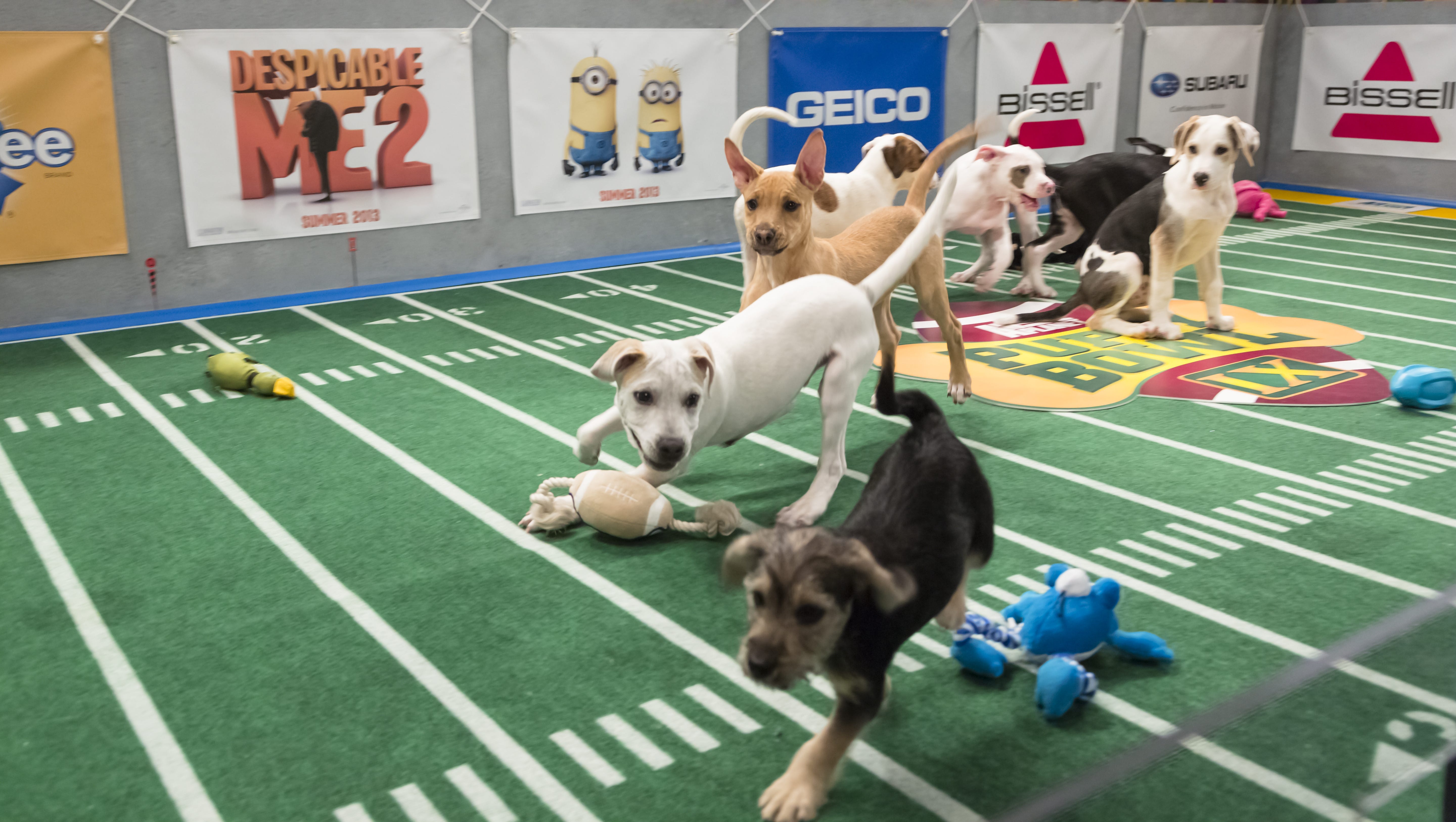 what is puppy bowl