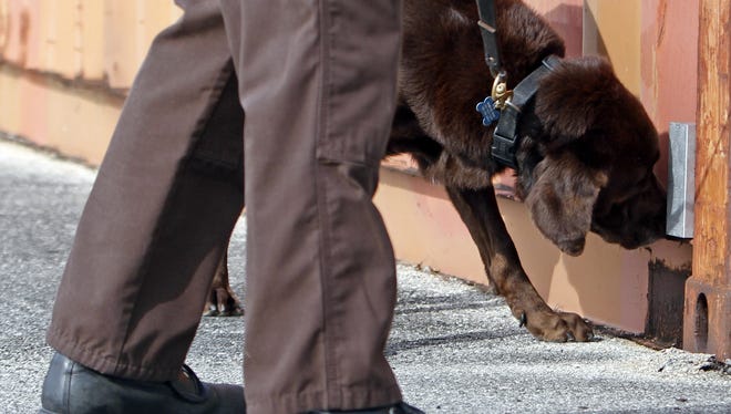 Narcotics detector canine Franky sniffs for marijuana in Miami in 2011.