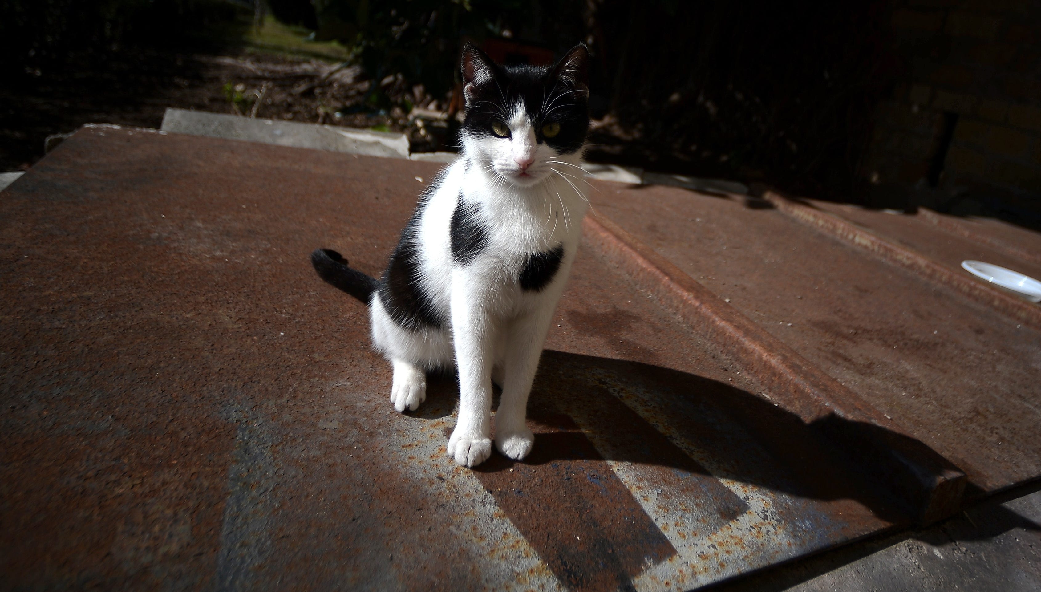 Hello Kitty A Cat May Be Among Ex Pope S Perks
