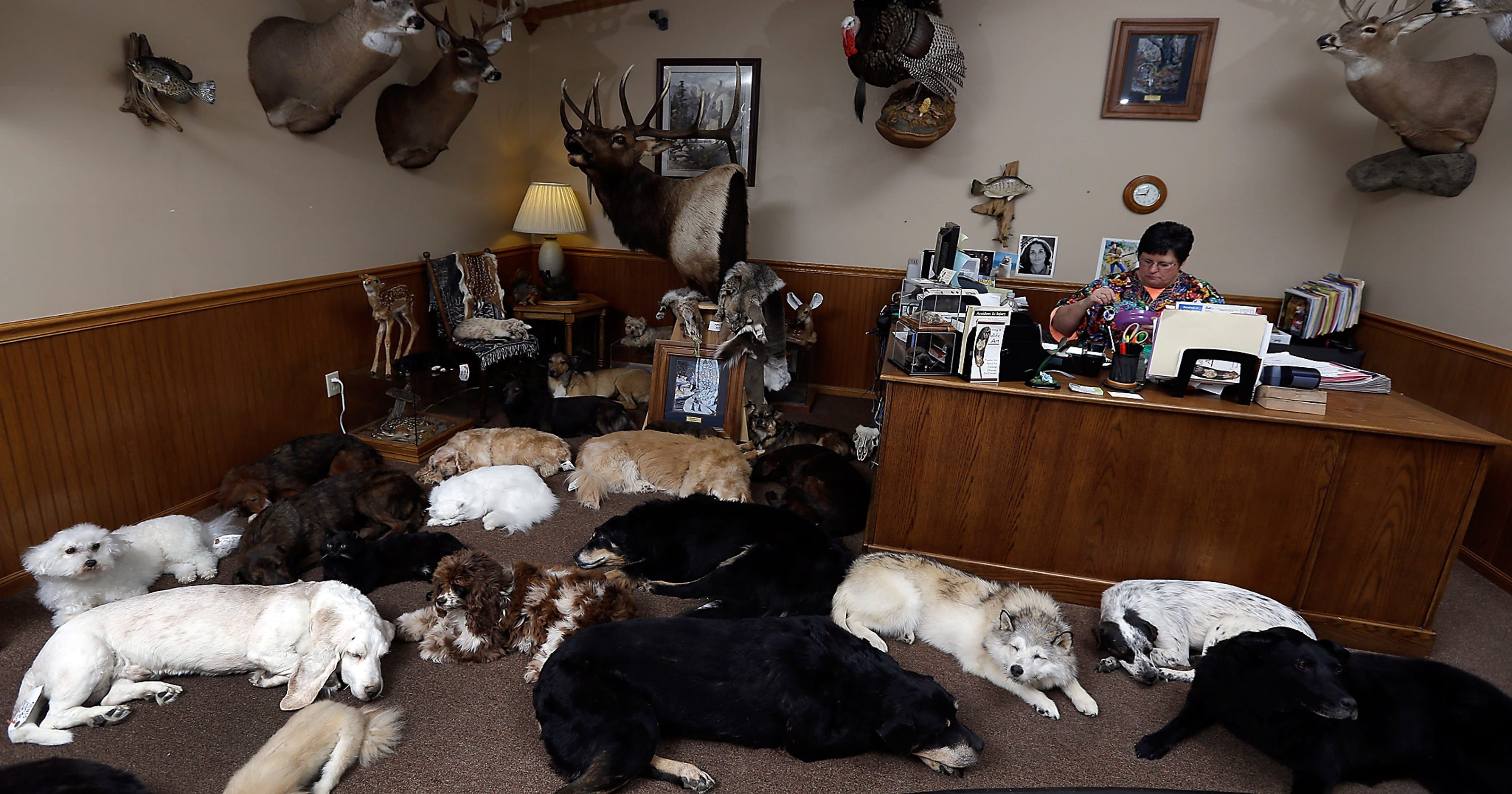 People pay thousands to freeze dry their dead pets