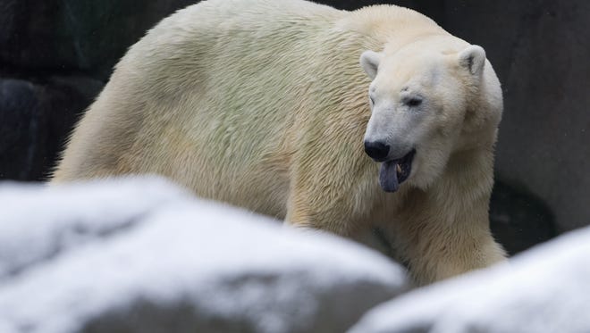 A polar bear stands in his enclosure at the Tierpark Hagenbeck zoo in Hamburg, Germany, on Feb. 9.