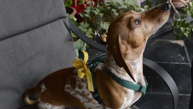 Toby, owned by Alice Thurston, wears a yellow ribbon to tell humans he wants to be left alone.