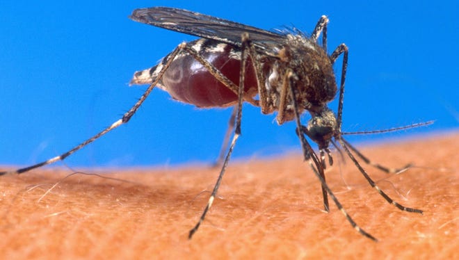 A mosquito is bloated with blood as it inserts its stinger into human flesh.