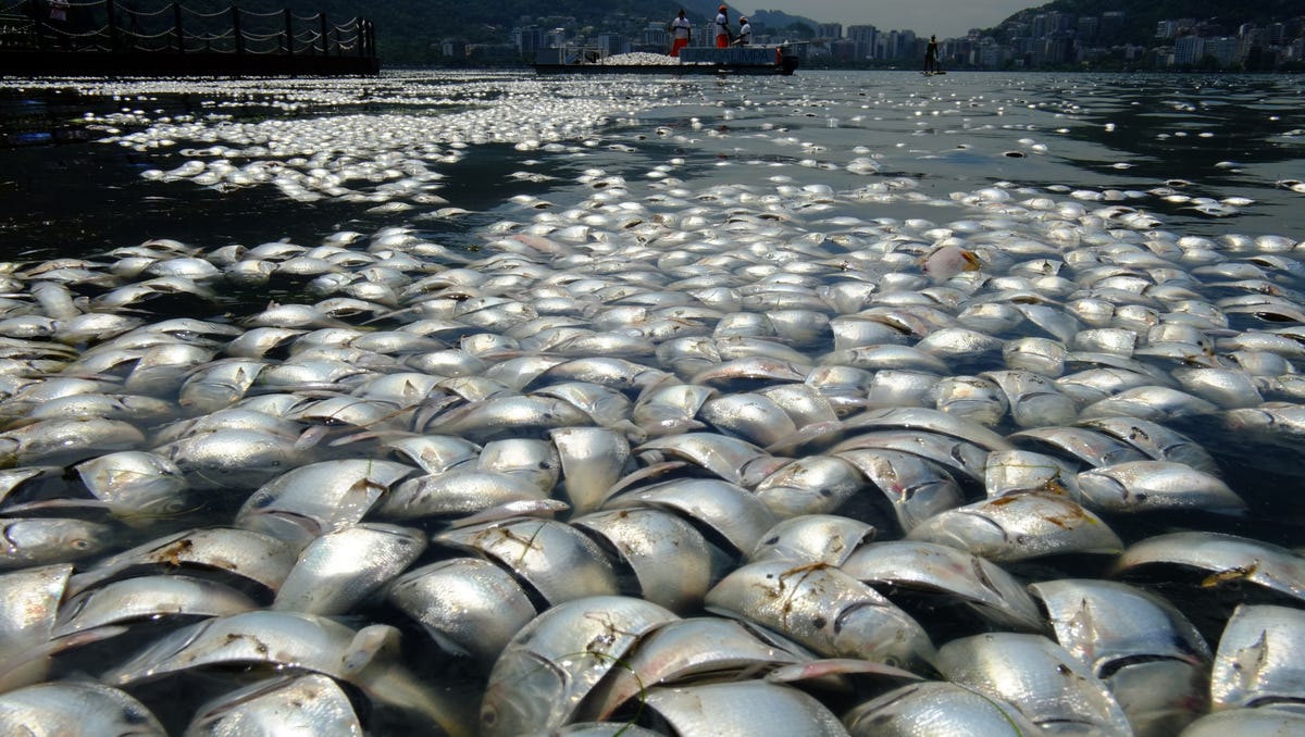 Tons of dead fish removed from Rio Olympic venue