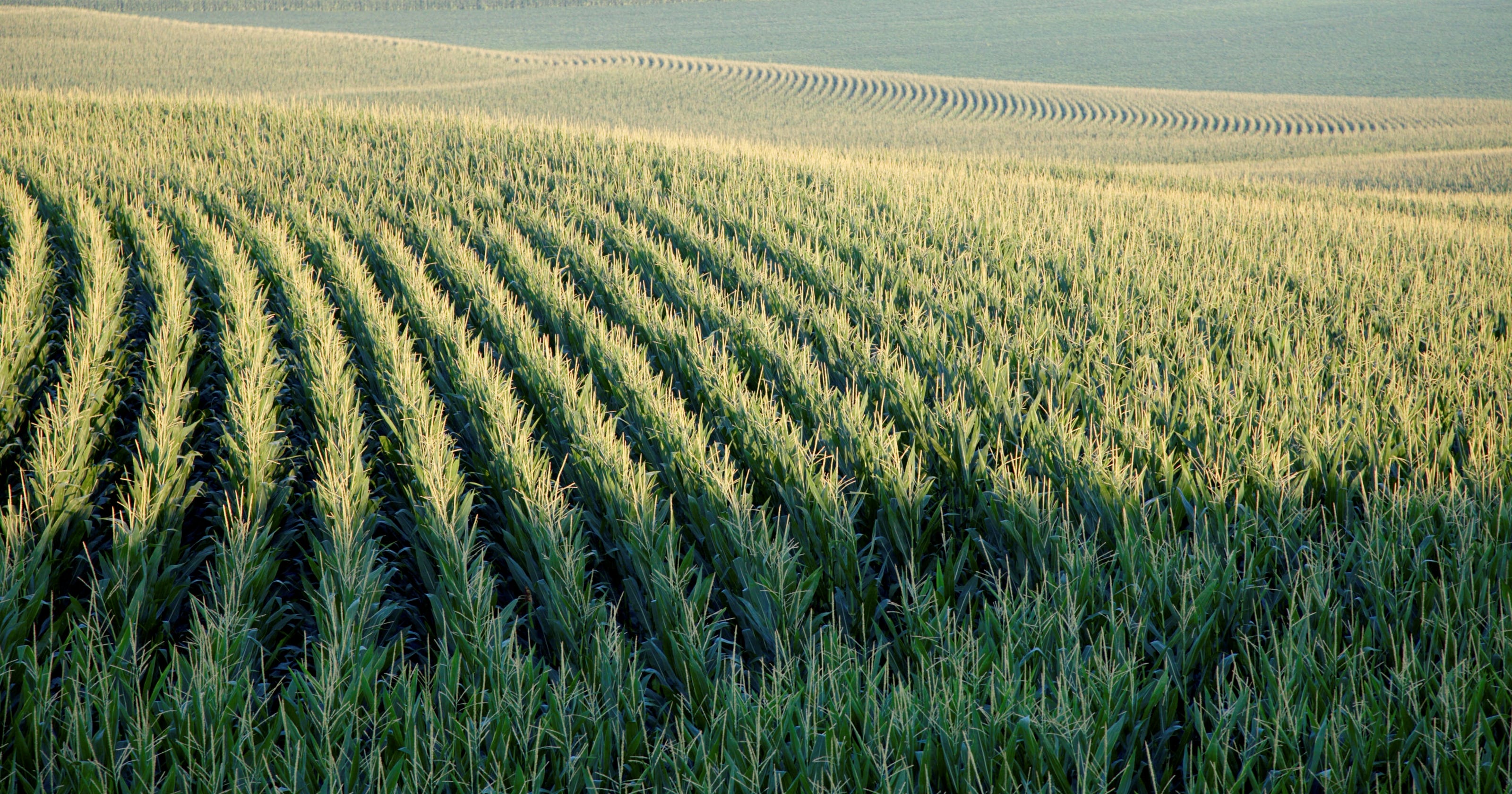 U.S. farmers to plant largest corn crop since 1936