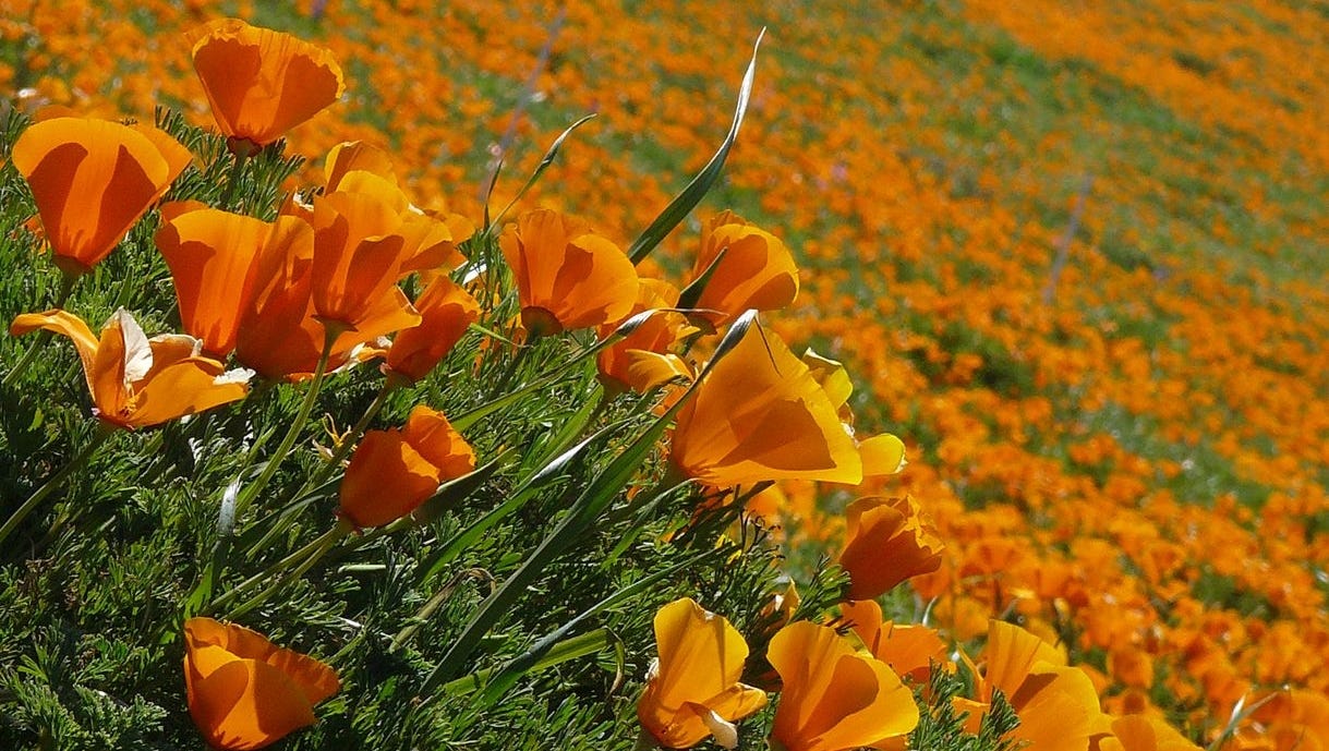 World's most romantic flower fields