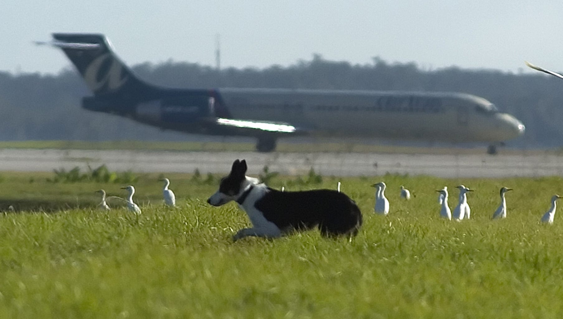 Аэропорт птица Аэропорт птица