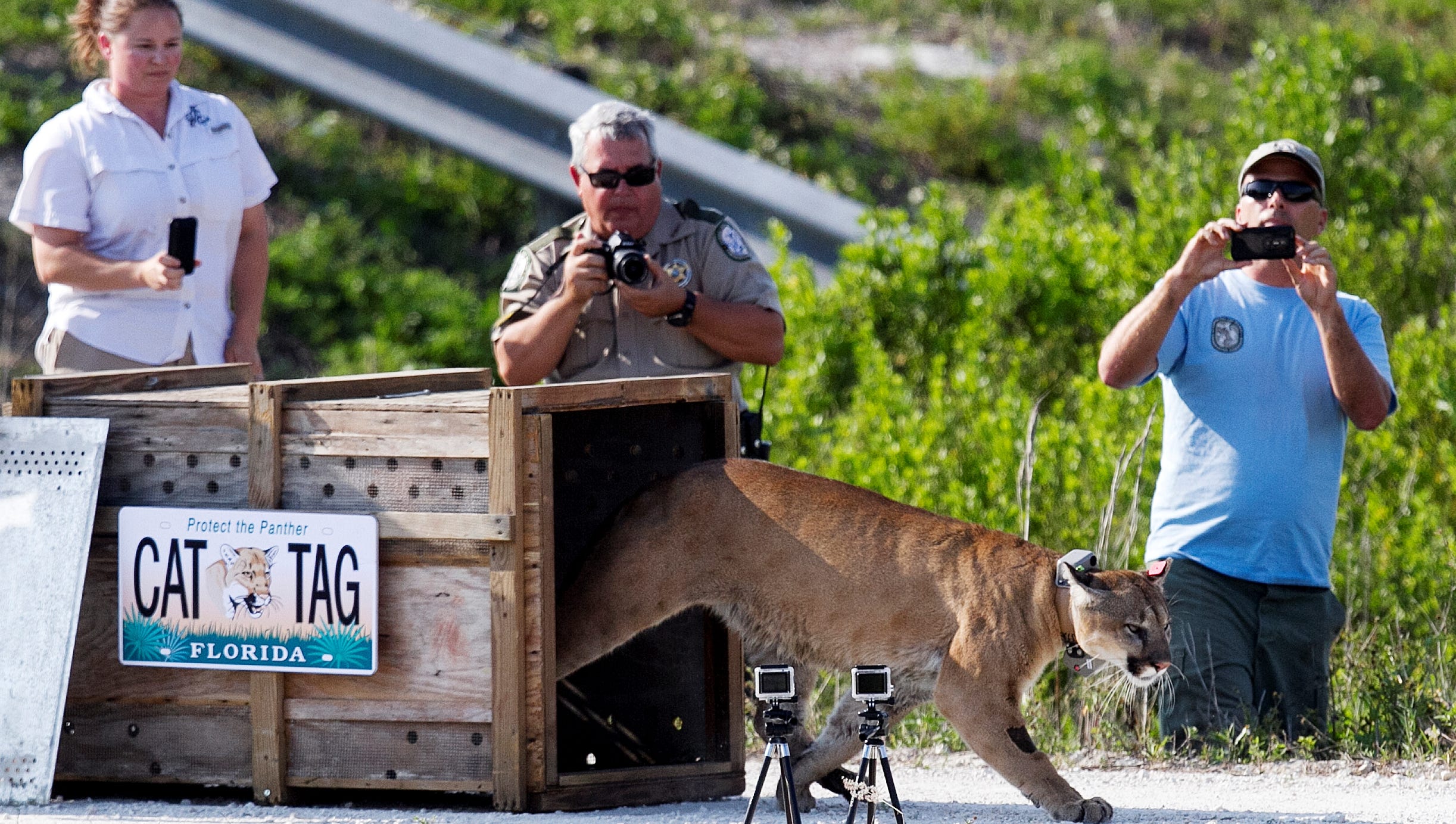 Rescued Florida panther released into wild
