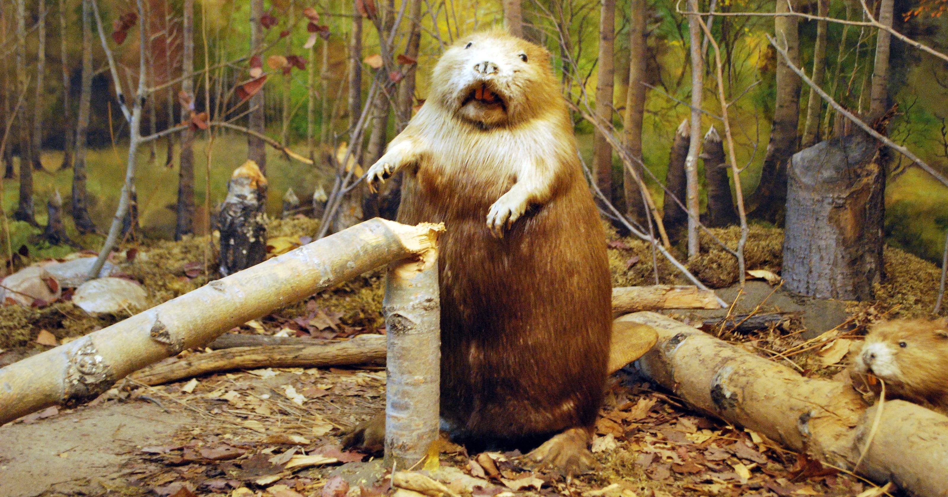 Man tries to take photo of beaver; it kills him