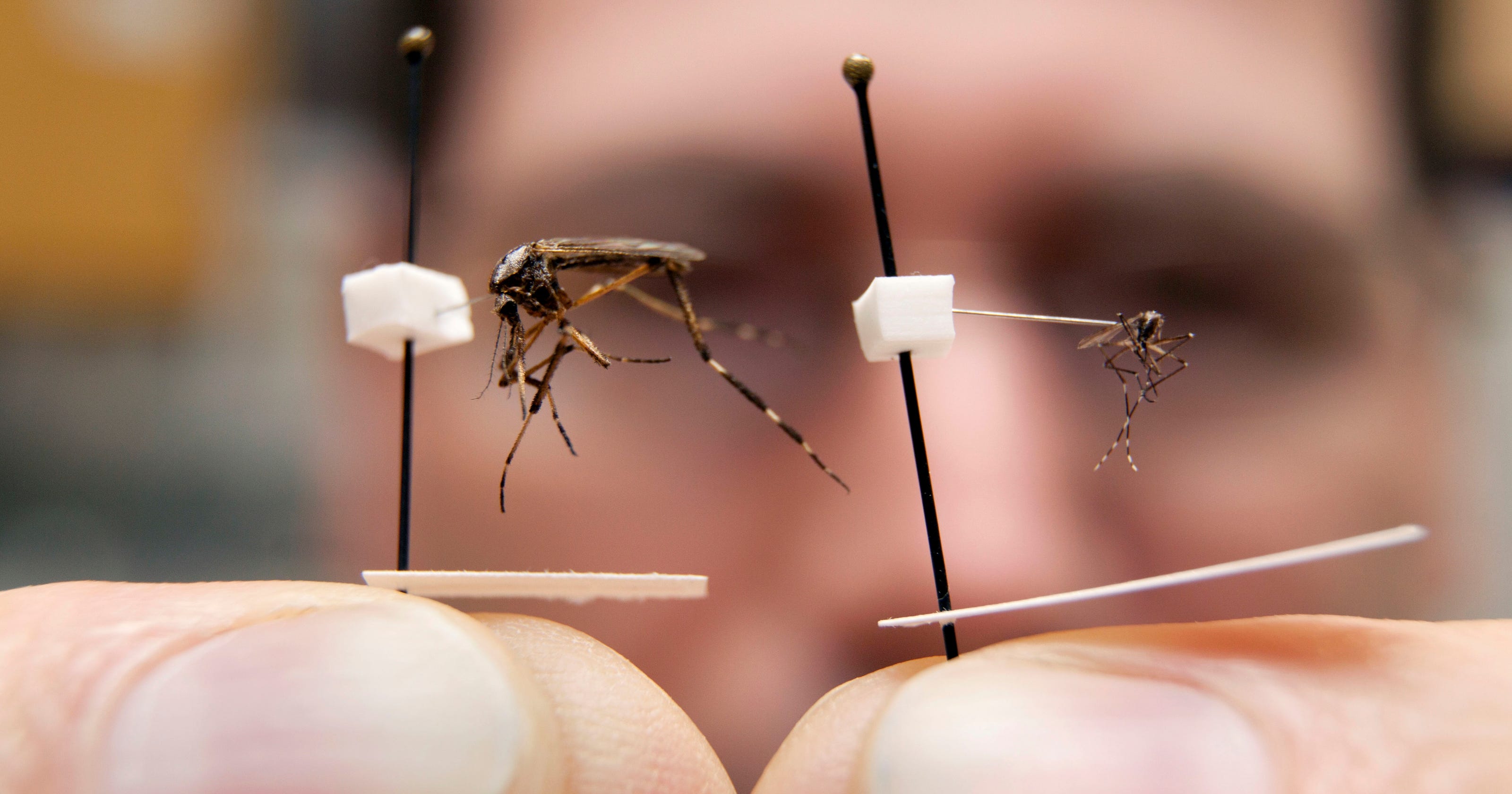 Weather extremes could cause plague of mosquitoes