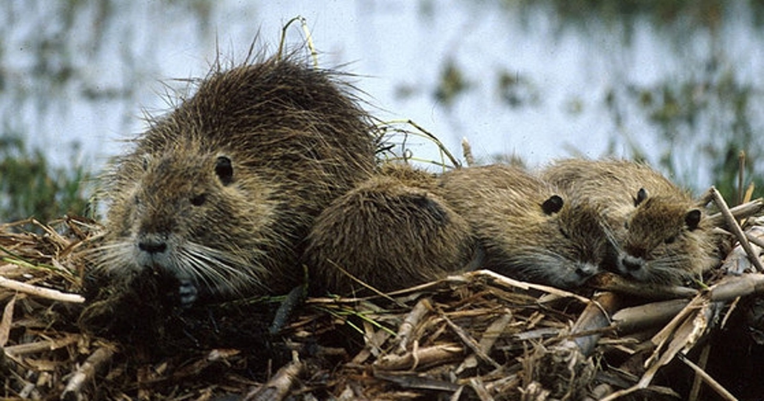 Louisiana is shrinking, thanks to giant swamp rats