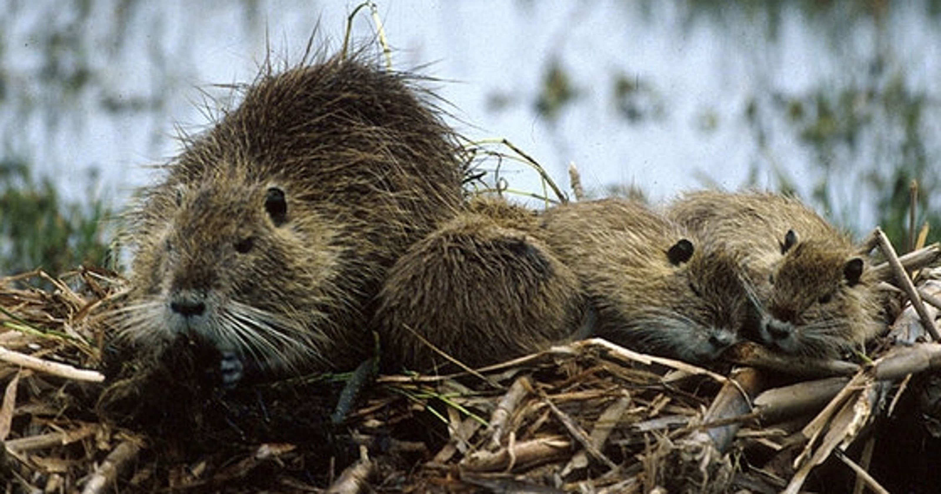 Louisiana is shrinking, thanks to giant swamp rats