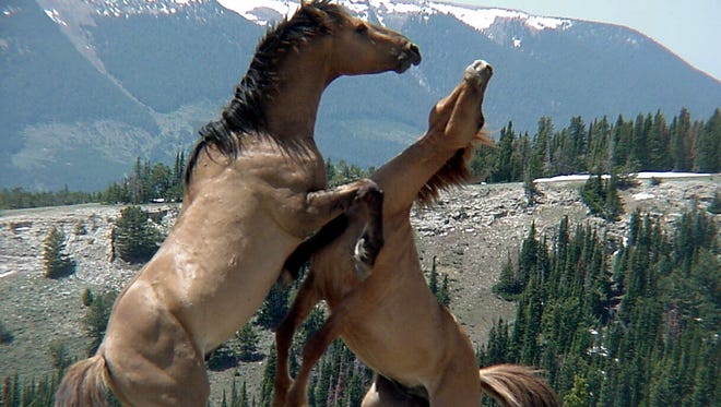 Wild horses fight on the Pryor Mountain National Wild Horse Range.