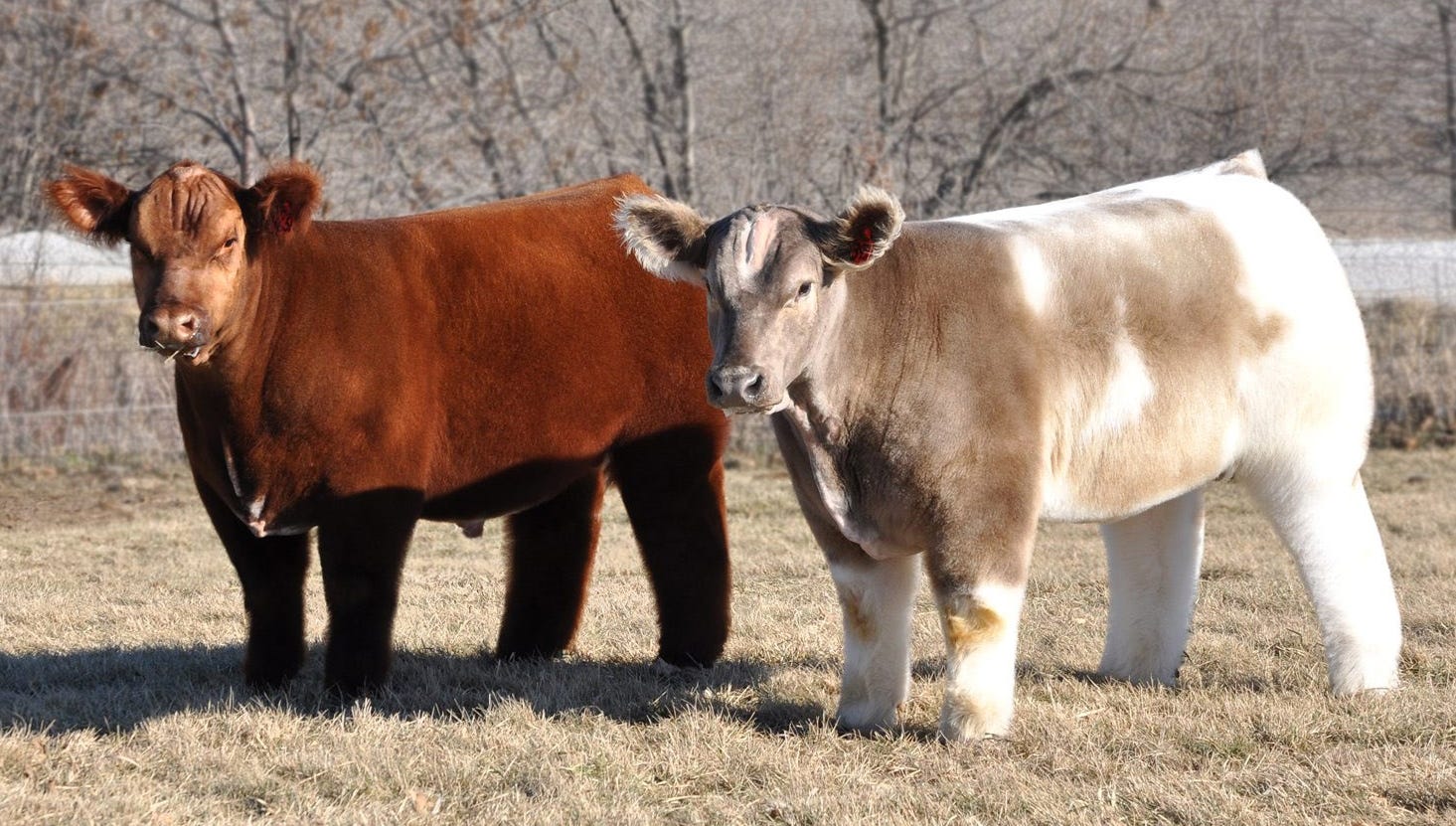 fluffy cows